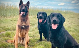 Les chiens du projet KDOG — berger malinois et labradors entra&icirc;n&eacute;s &agrave; d&eacute;tecter le cancer